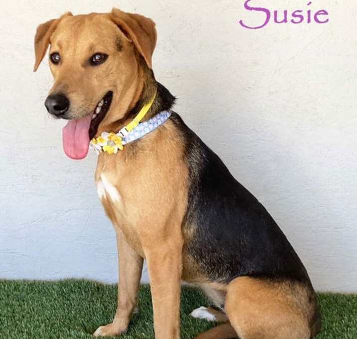 Photo of Susie