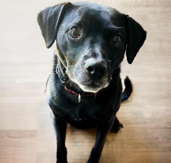 Photo of Scout