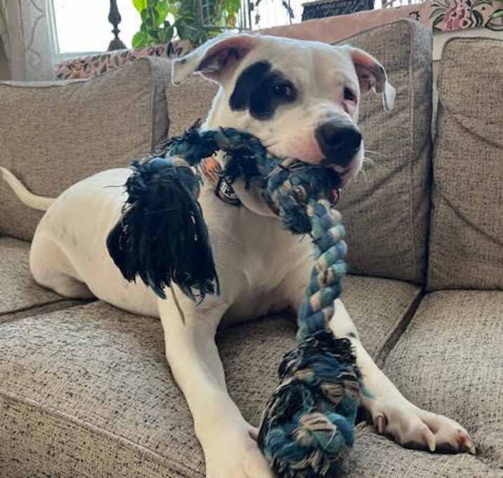 Photo of Capone