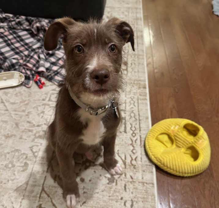 Photo of Rusty