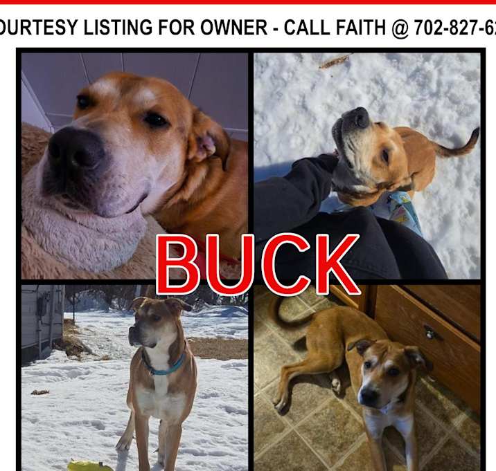 Photo of Buck - COURTESY LISTING