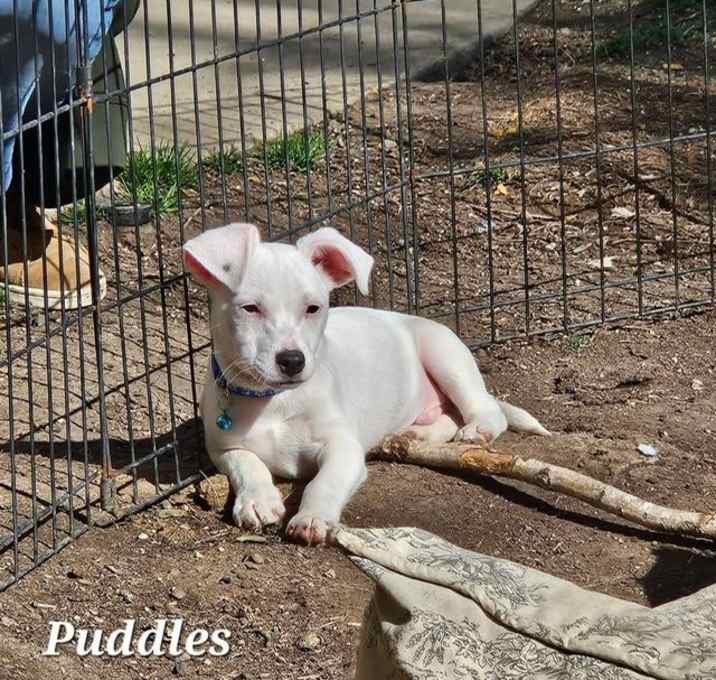 Photo of Puddles