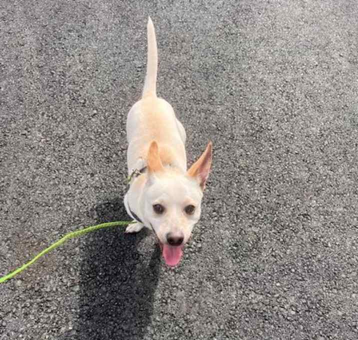 Photo of Biscuit