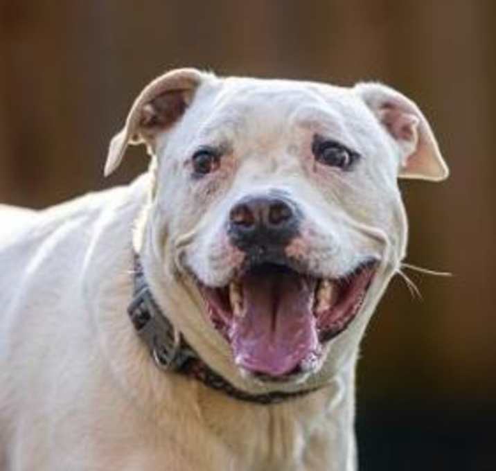Photo of Casper (I Have a Secret Crush!)