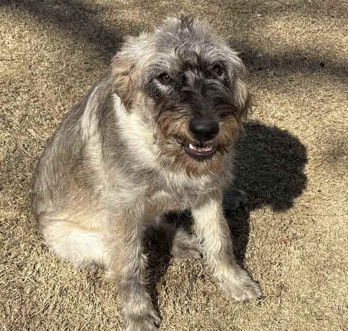 Photo of 3 Doodles