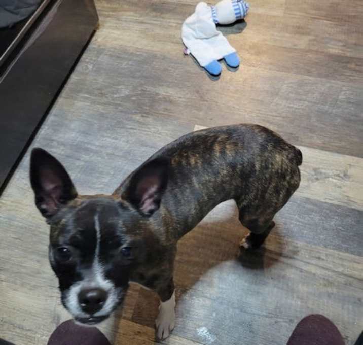 Photo of Cinny (currently being fostered in Florida)