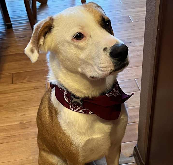 Photo of Lucky