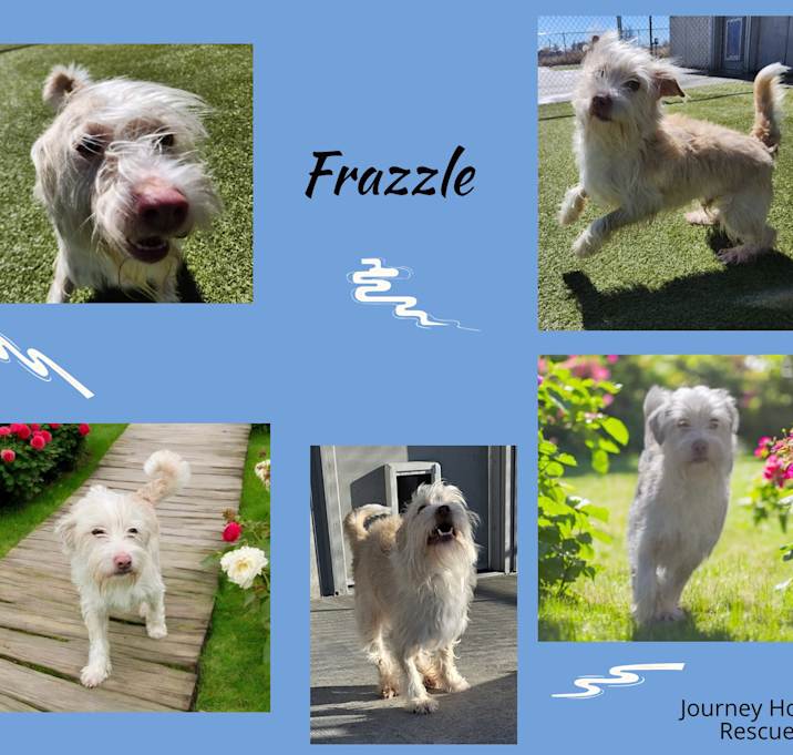 Photo of Frazzle