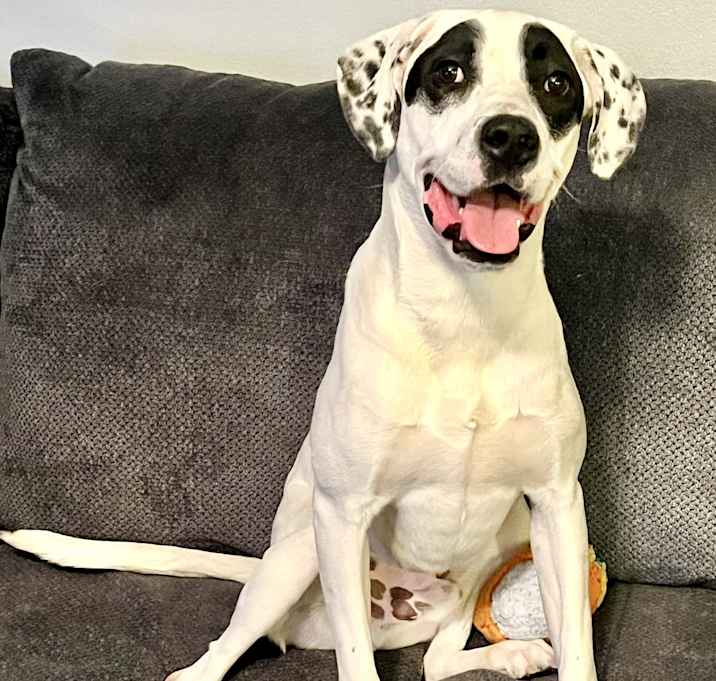 Photo of Bandit