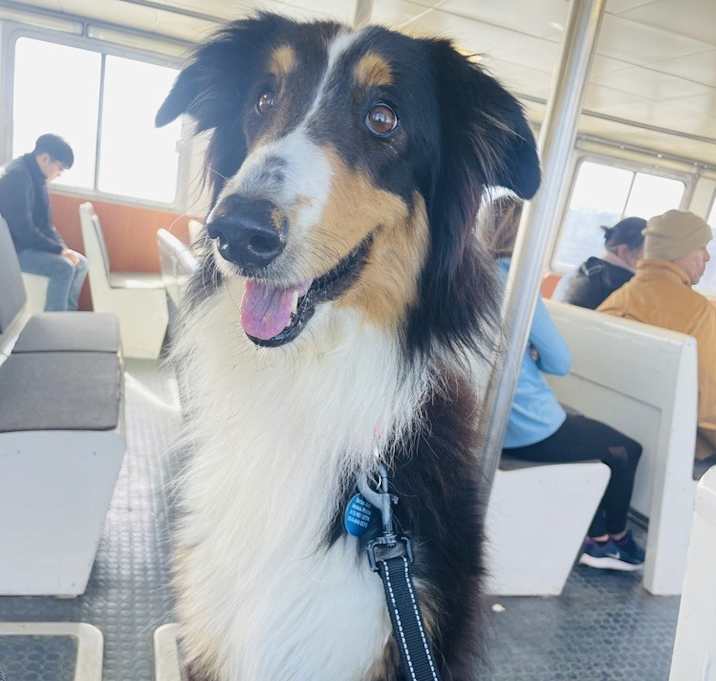 Photo of Bailey