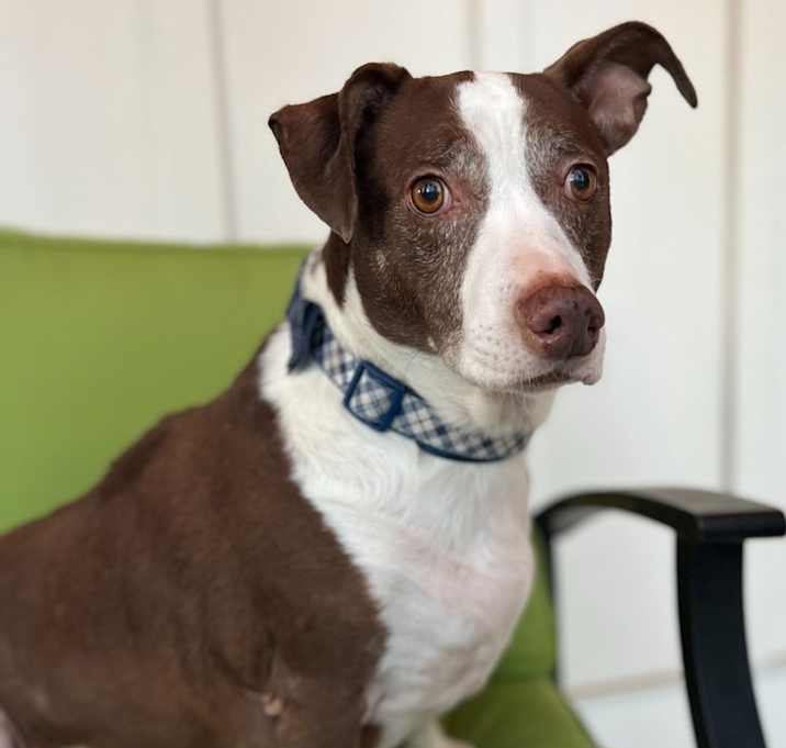 Photo of Harvey