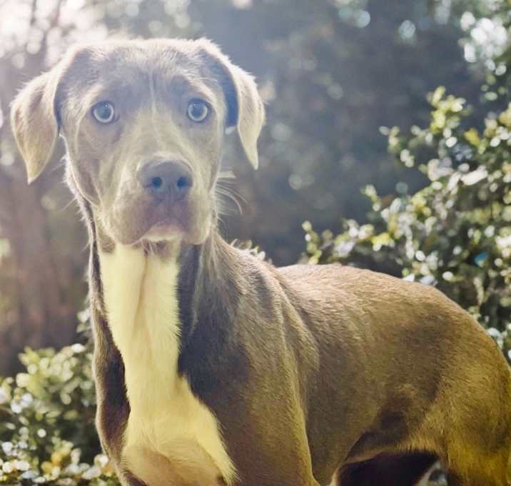 Photo of Brandy