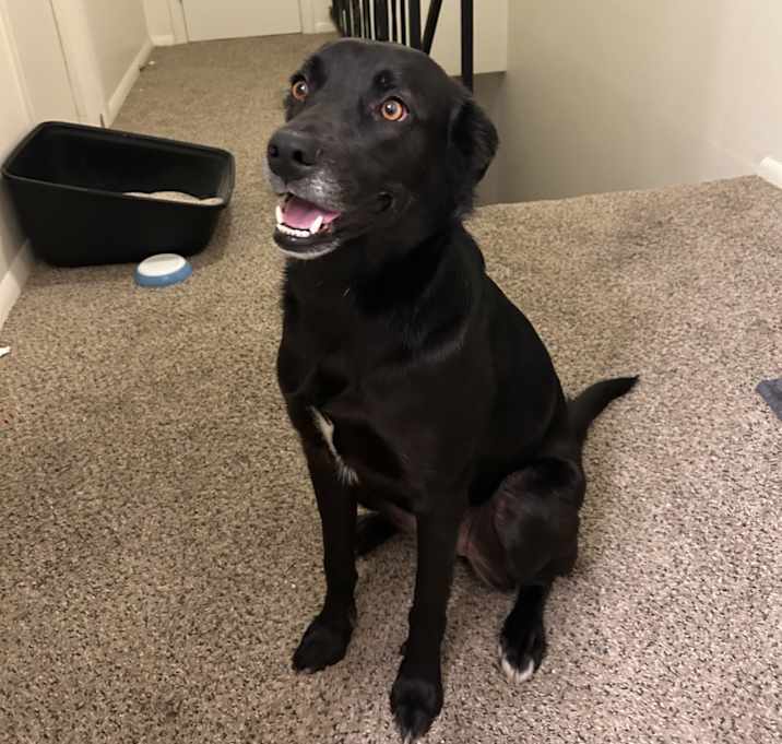 Photo of Olive
