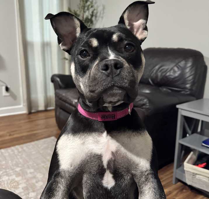 Photo of Roxie