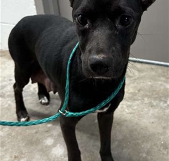 Photo of PIPER