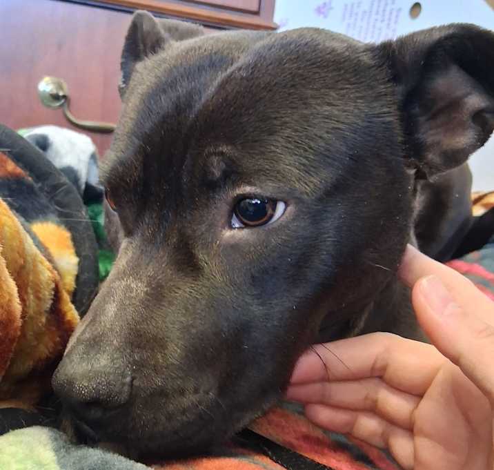 Photo of Olive