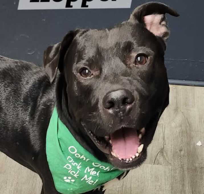 Photo of Hopper