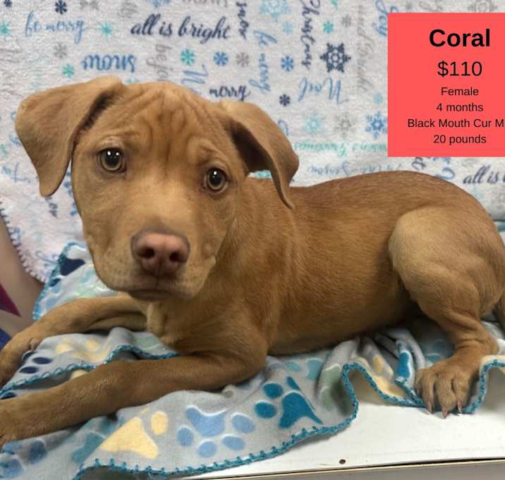 Photo of Coral