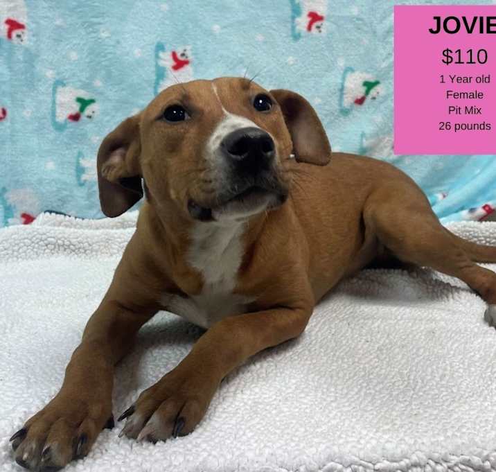 Photo of Jovie
