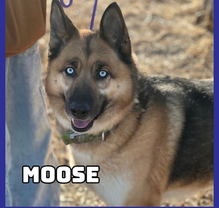 Photo of Moose