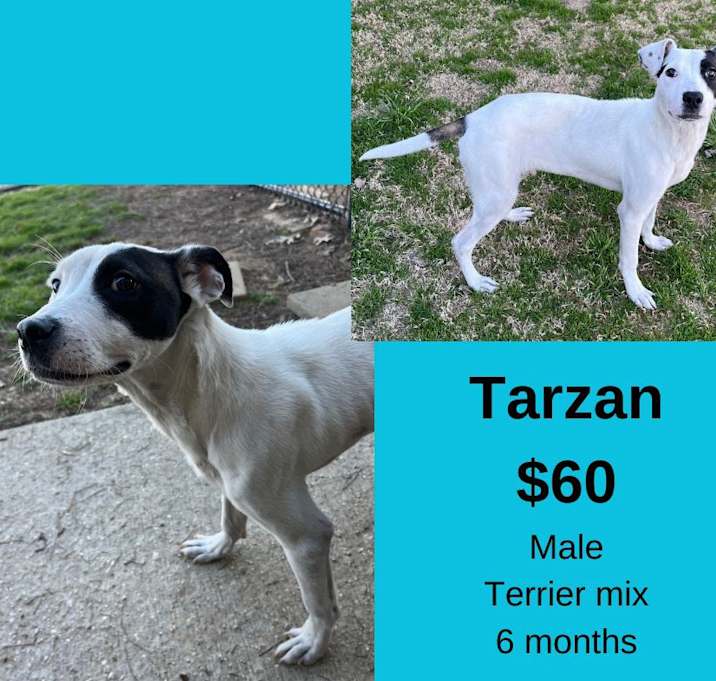 Photo of Tarzan