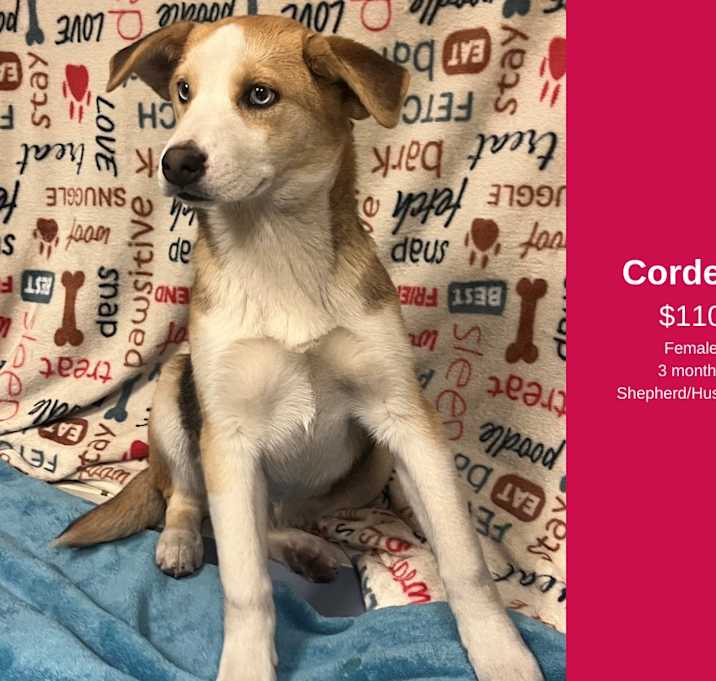 Photo of Cordelia