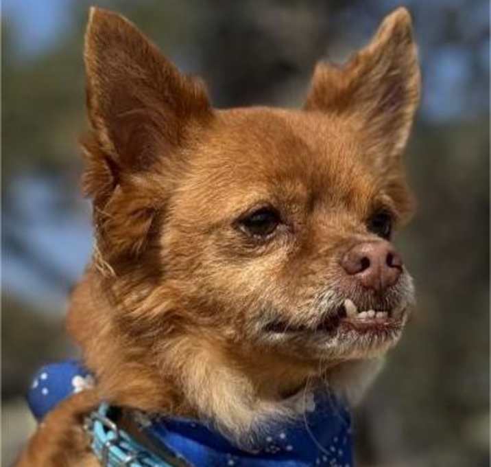 Photo of Mr. Fox