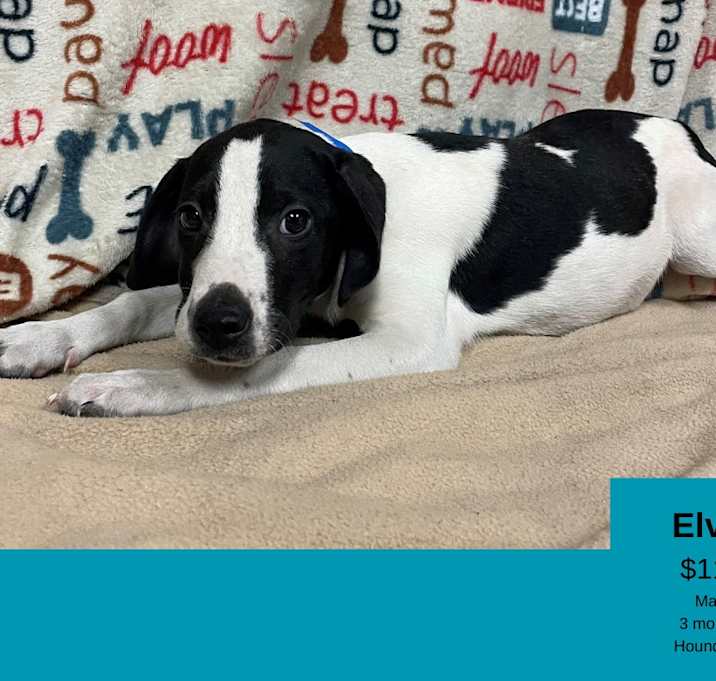 Photo of Elvis