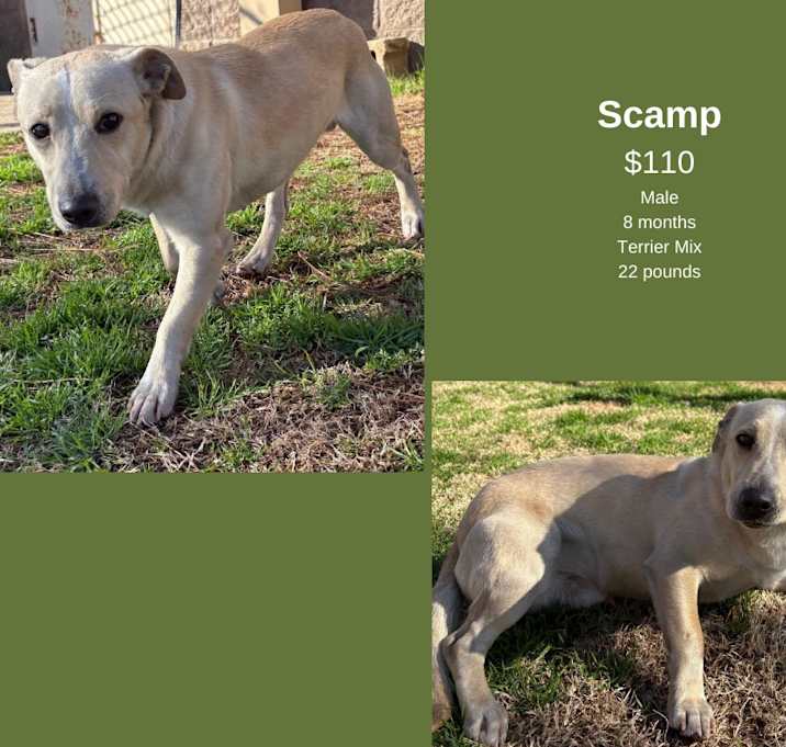 Photo of Scamp
