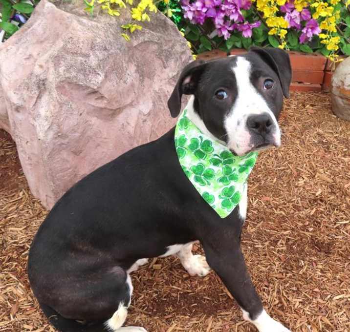 Photo of BOXER