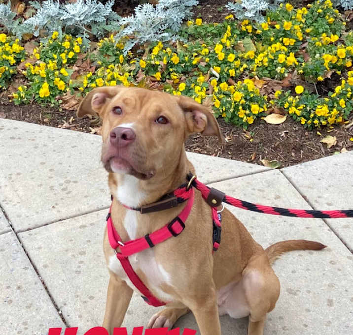 Photo of Honey