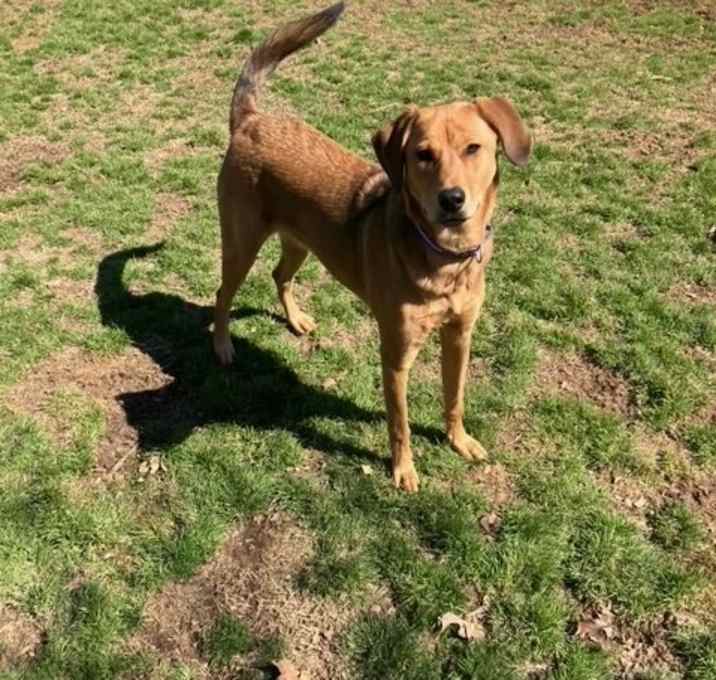 Photo of Dixie