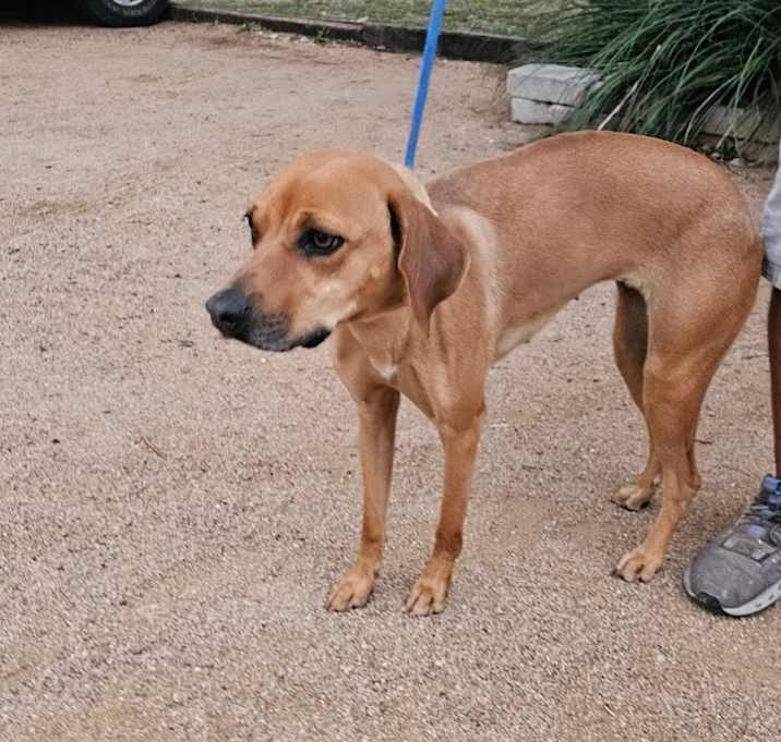 Photo of Nala