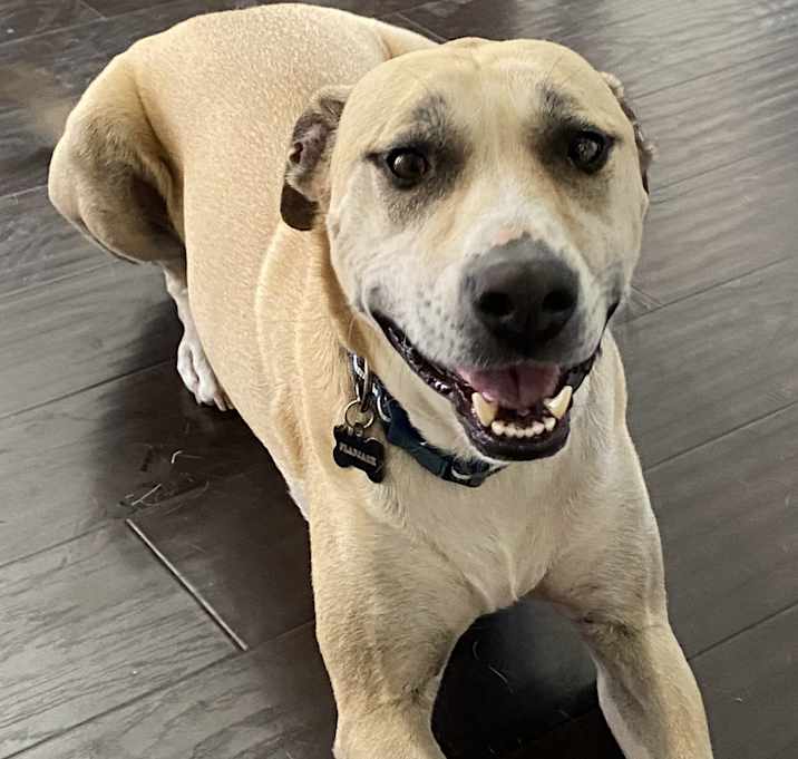 Photo of Flapjack