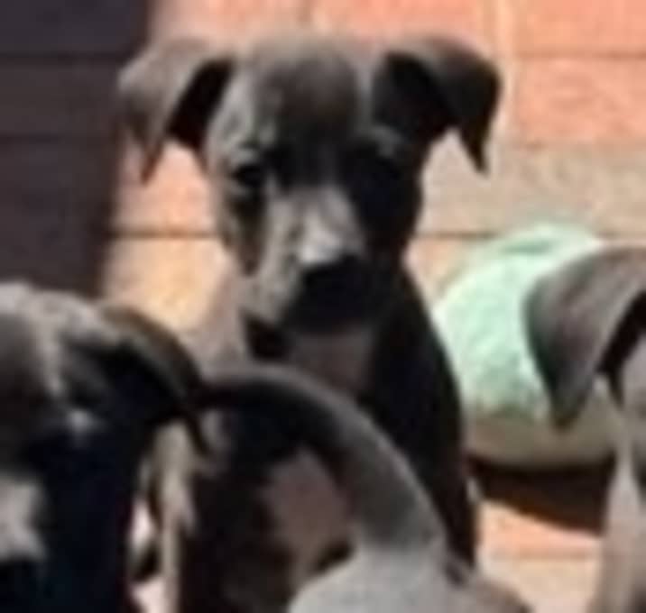 Photo of Bruiser