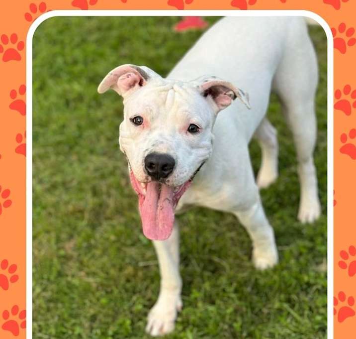 Photo of Hank