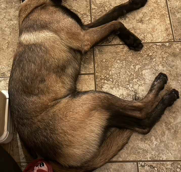 Photo of Jax