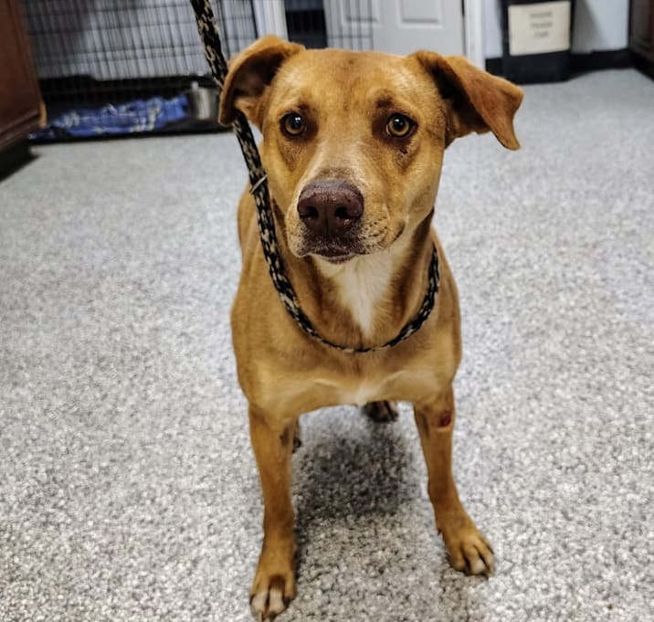 Photo of Holly "Penny"