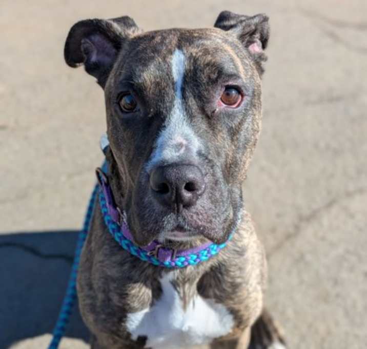 Photo of Scooby