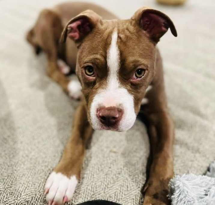 Photo of Blossom