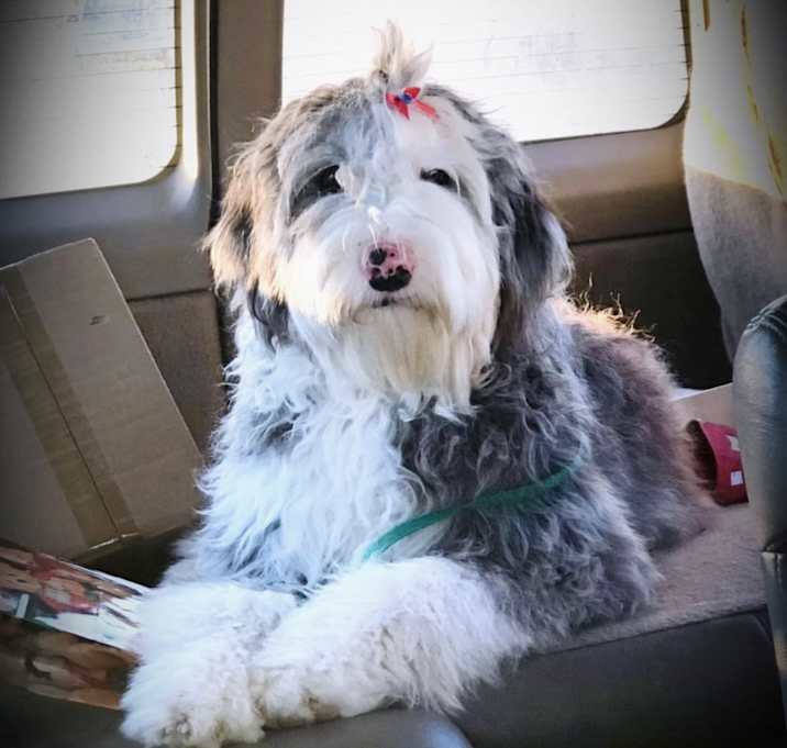 Photo of Annabelle ❤️