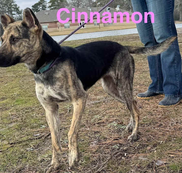 Photo of Cinnamon (Coleman)