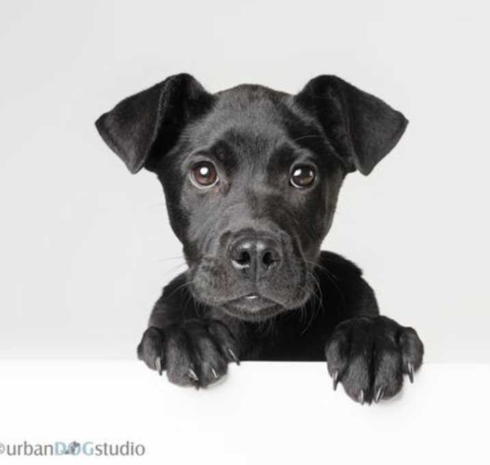 Photo of Sharpie - F
