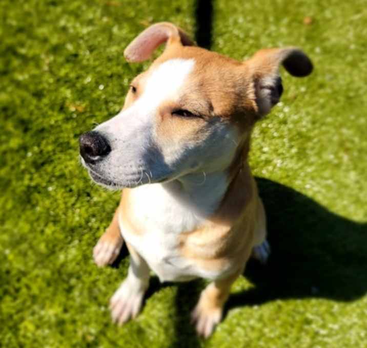 Photo of Penny
