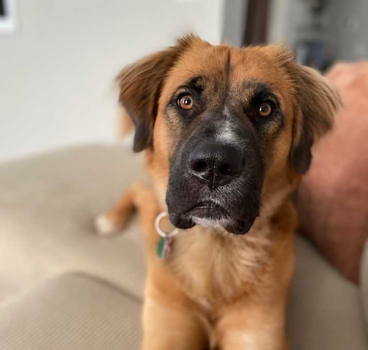 Photo of Koda