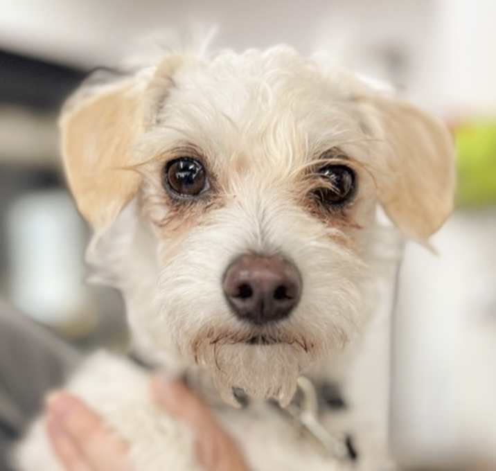 Photo of Mochi