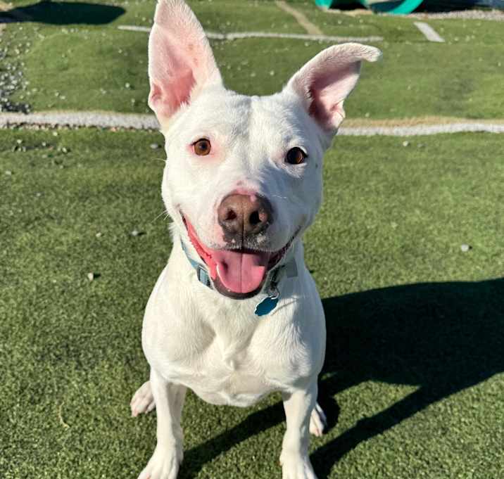 Photo of Hank #2 (videos on request)