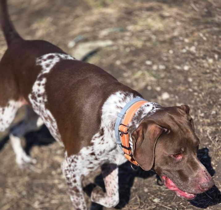 Photo of Bo