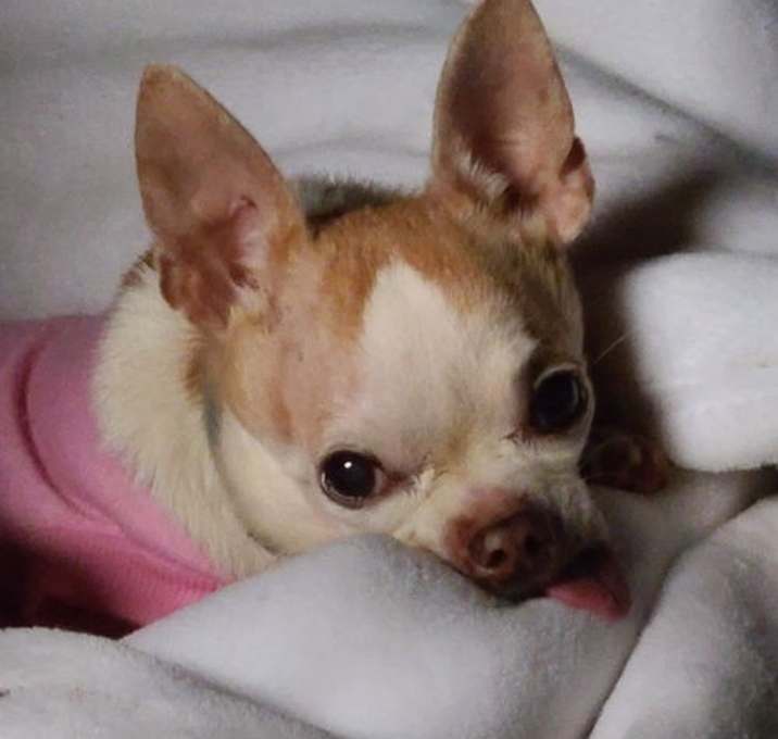 Photo of Remington