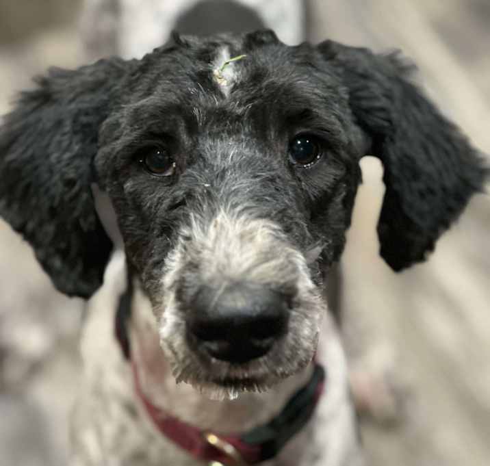 Photo of Piper